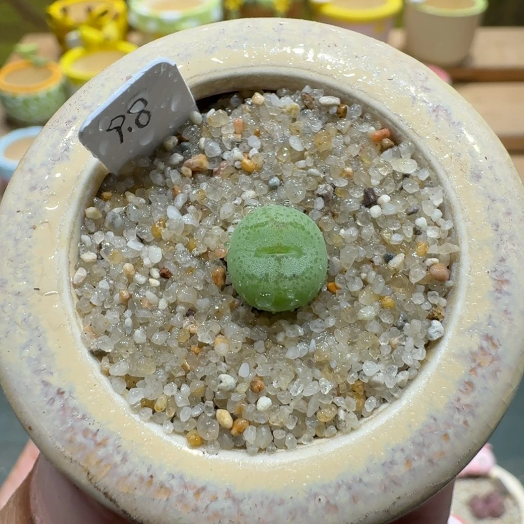 蘑菇1175猴脸多肉植物