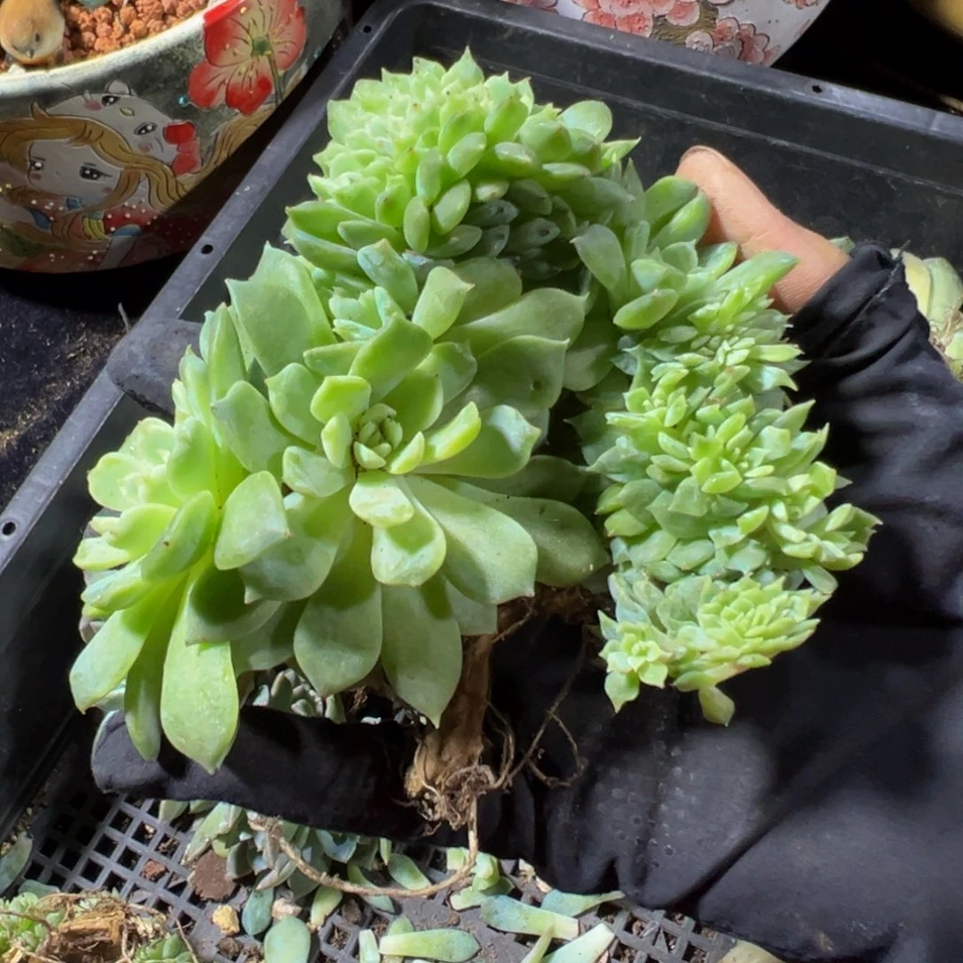 20加朵朵小桃花冰魄缀微瑕