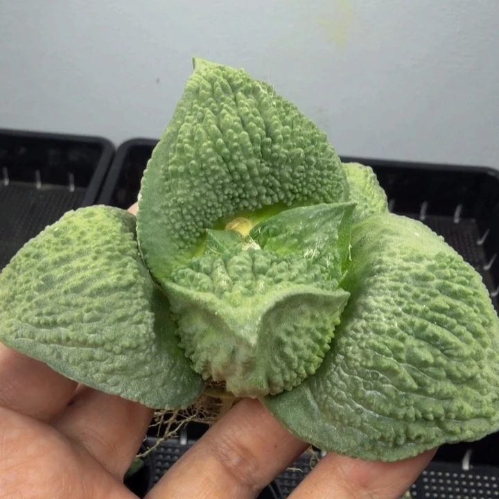 河豚肚血怒根饺子边