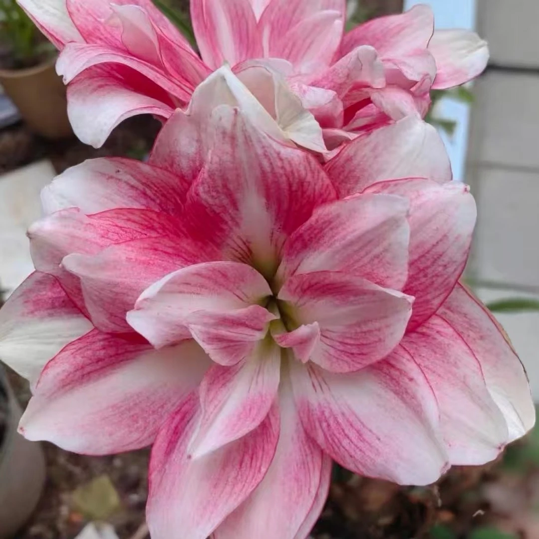 【蓝色蜂鸟】澳朱重瓣朱顶红