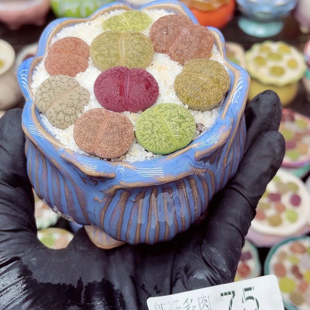 胡****生石花18包邮0626-75