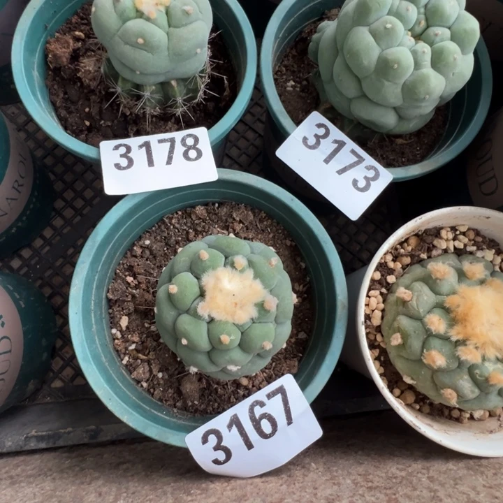 ****席海鲜仙人球3178-73-67