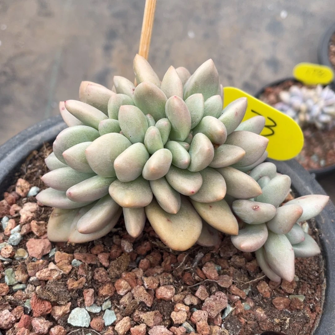 ?***?桃花源缀化横切繁殖173