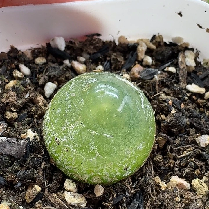 老马生石花2.1灯泡2550