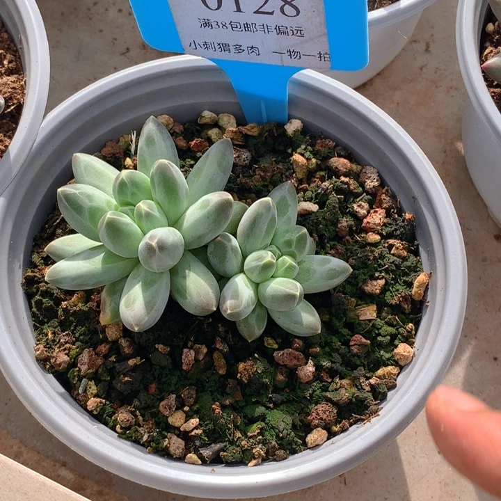 新品美人一物一拍128