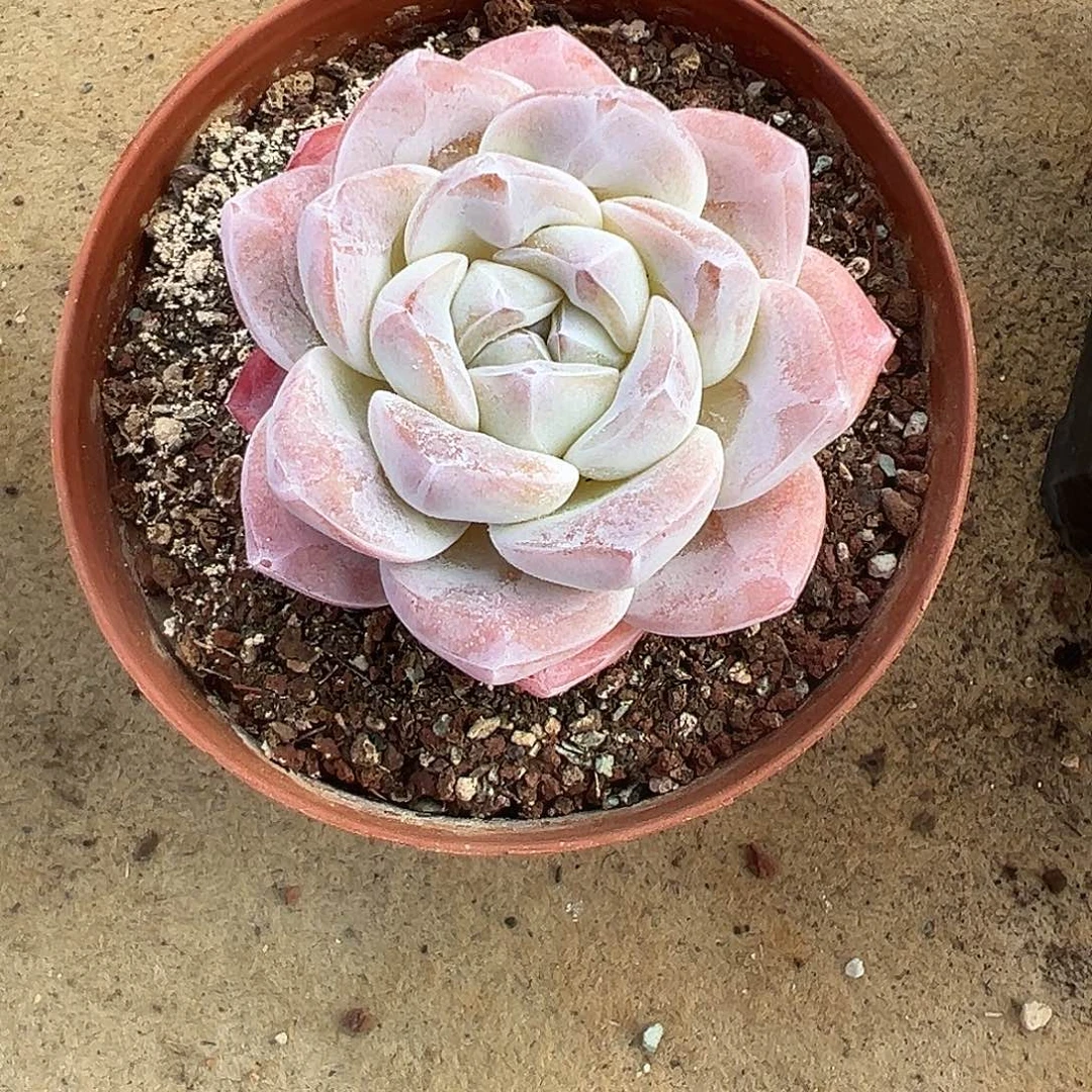 周***装冰玉一物一拍单头