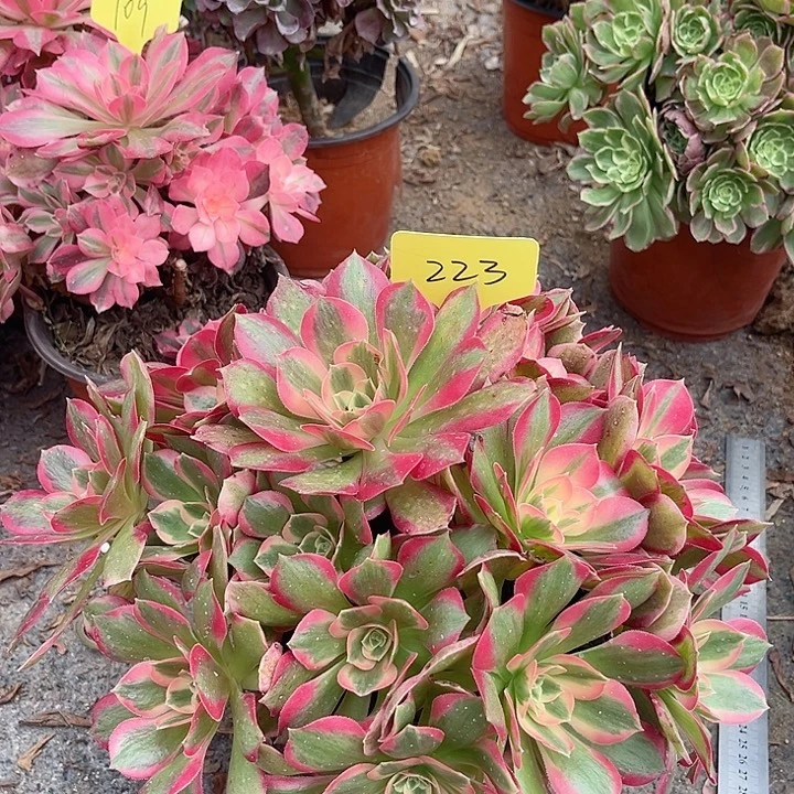 233一颗女神法师多肉