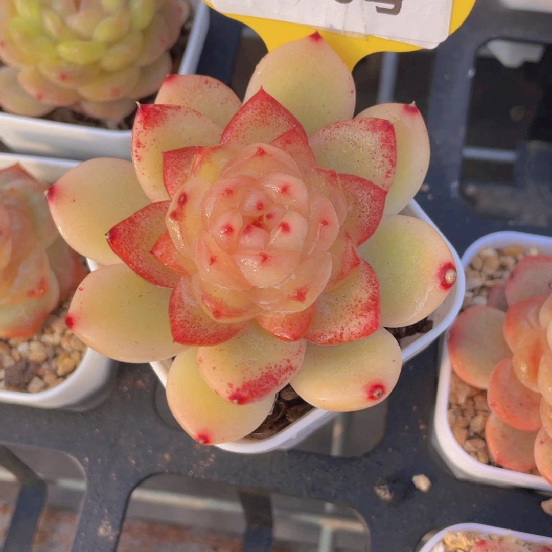 1186号天花板珍妮新品