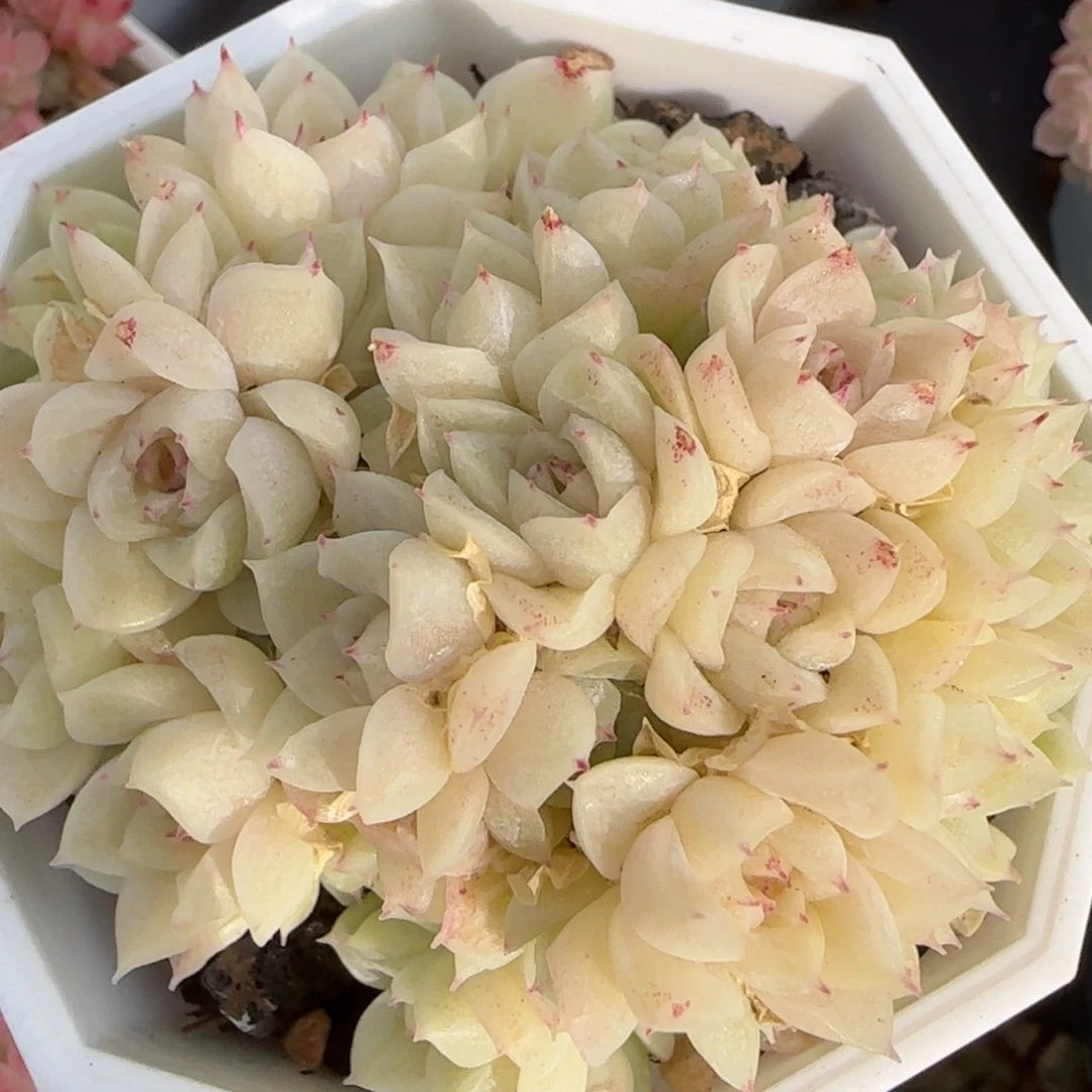 花语逸境0221-493散