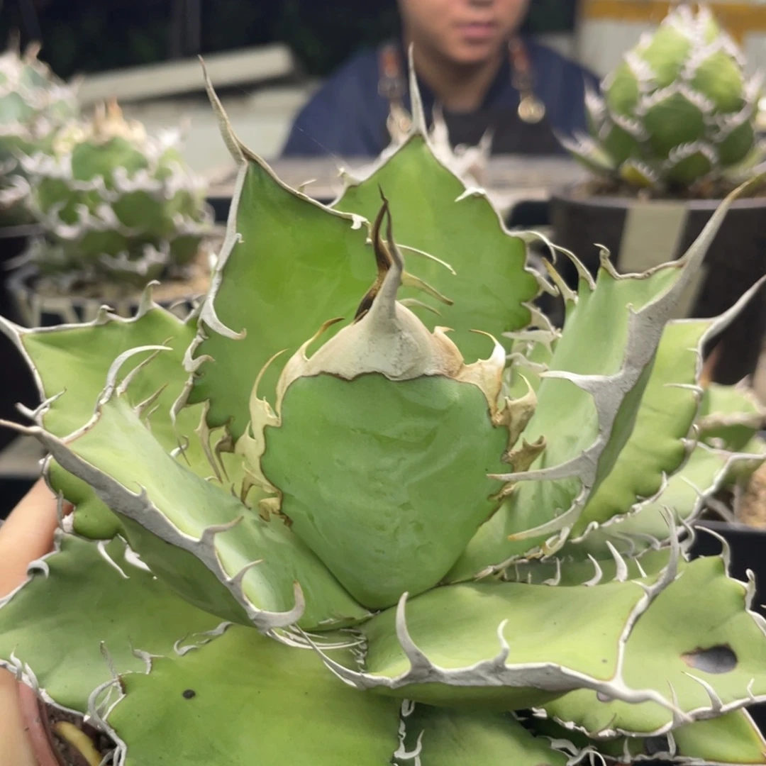 野二1300000000000000