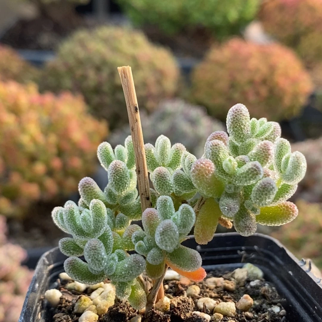 优选冰晶6046枝干番杏