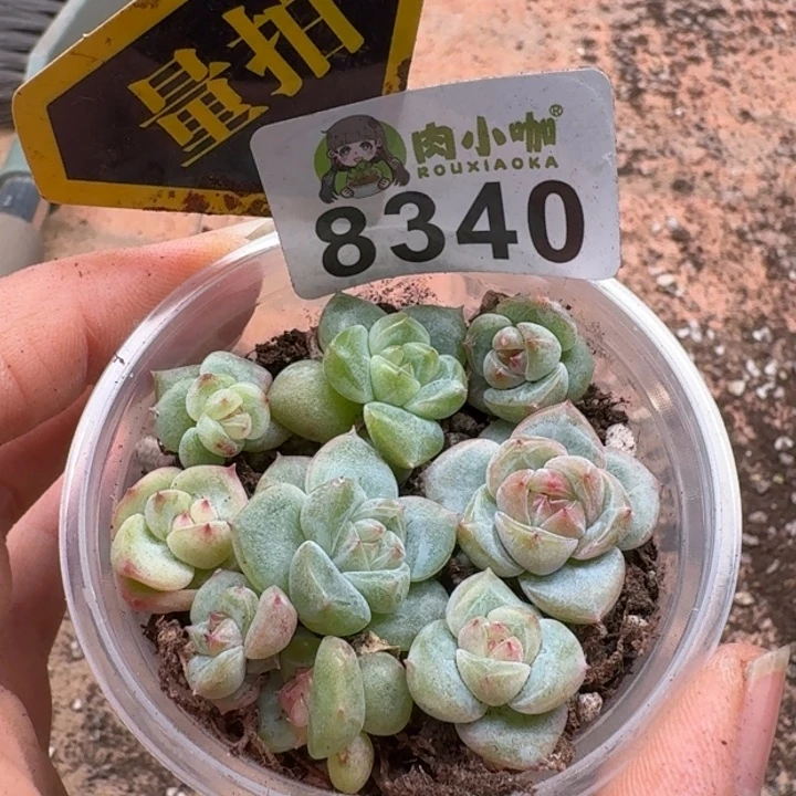 多肉植物多肉植物