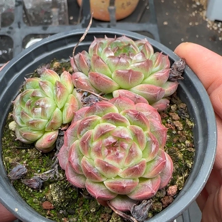 一物一拍珍妮群生
