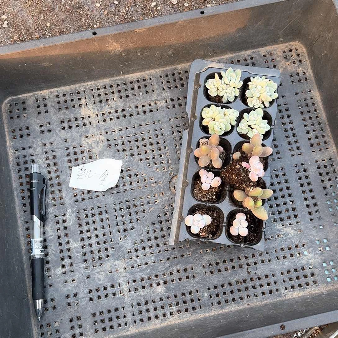 一笑一物一拍专拍