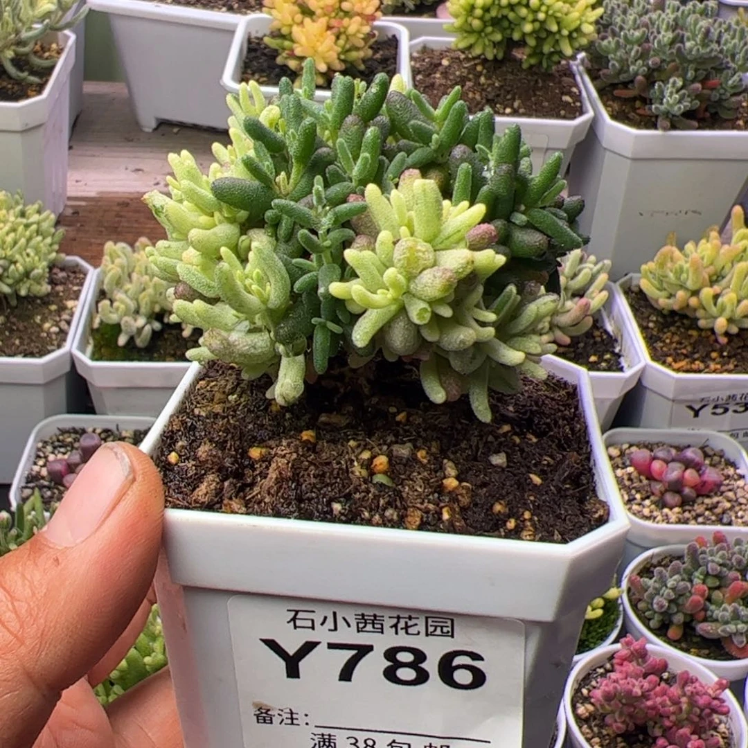 田****螂多肉植物枝干米粒阴阳锦