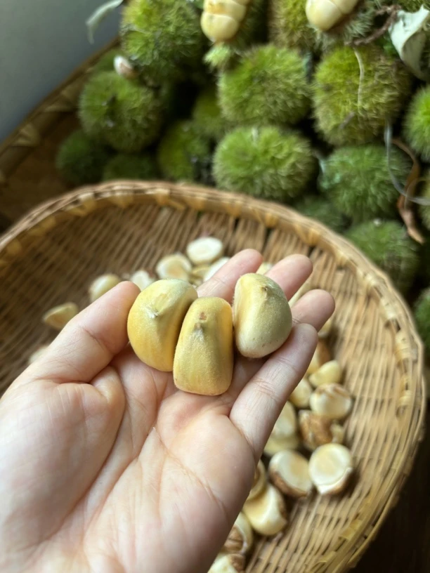 2025信阳新鲜现摘白壳嫩板栗香甜可口