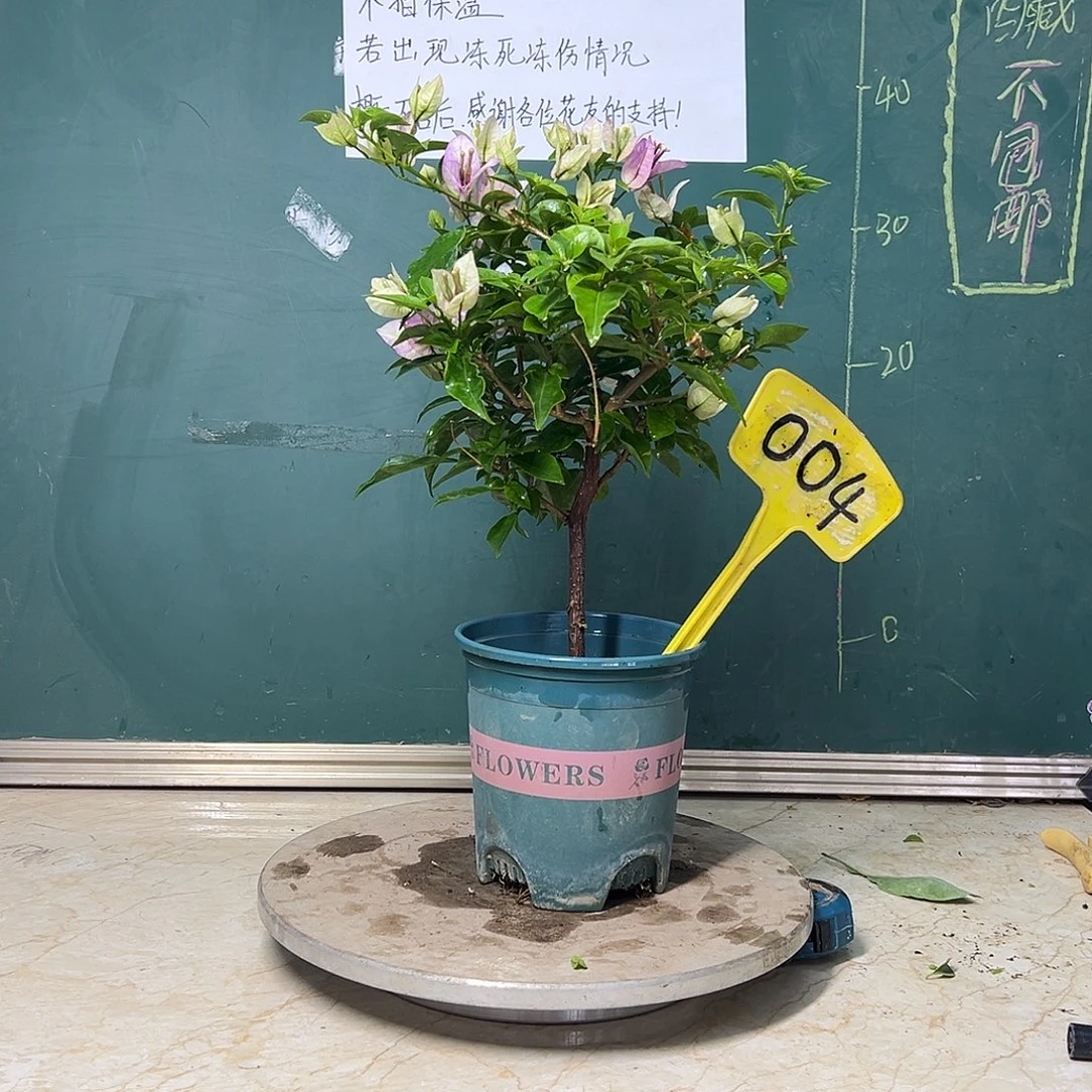 完全开放  雪紫  004