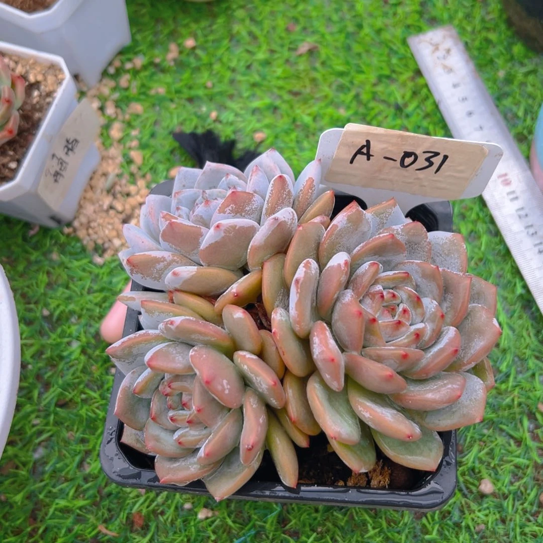 星星橙031号一物一拍