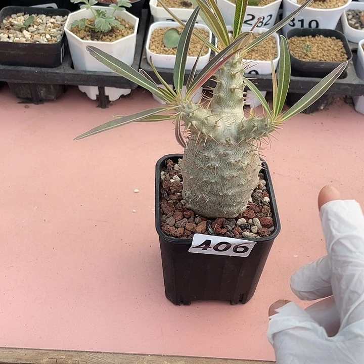 406象牙宫块根植物