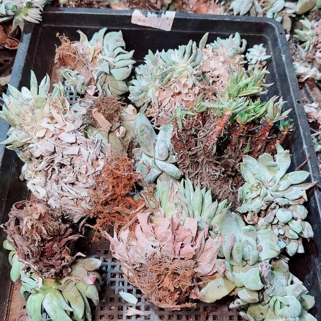 1806瑕疵框拍不售后