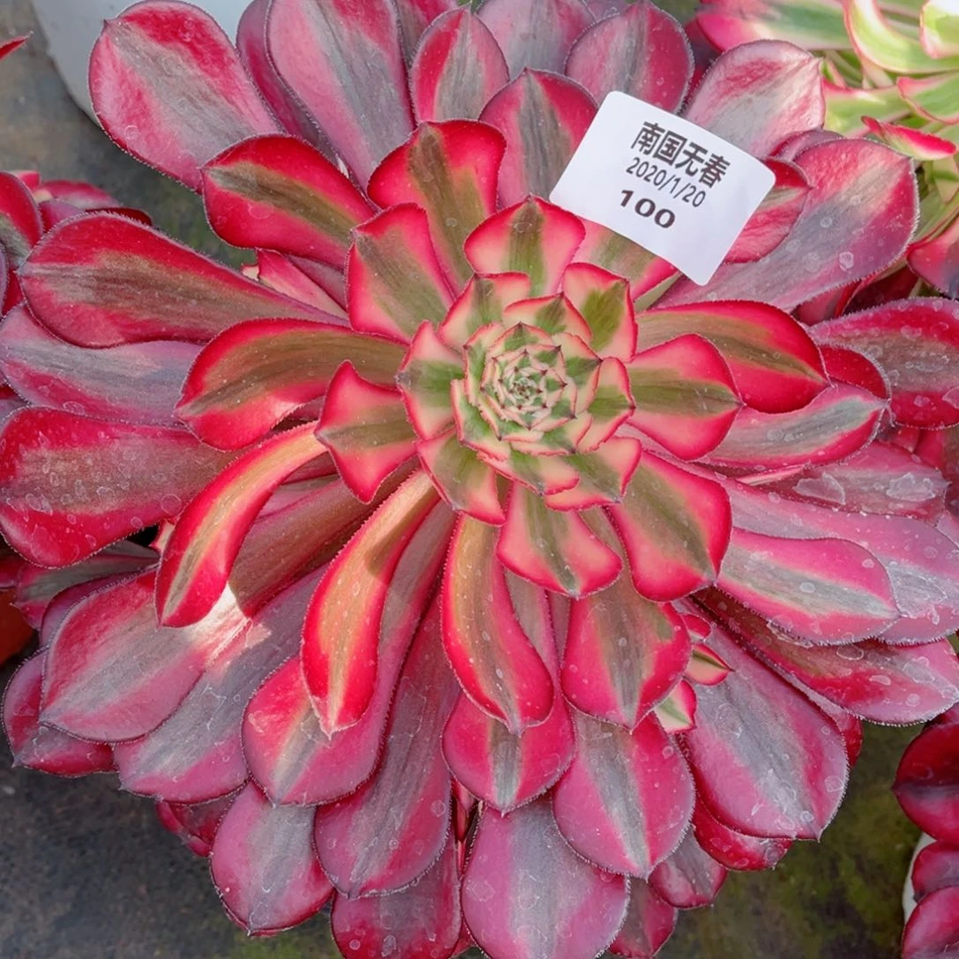 一物一拍多肉法师100