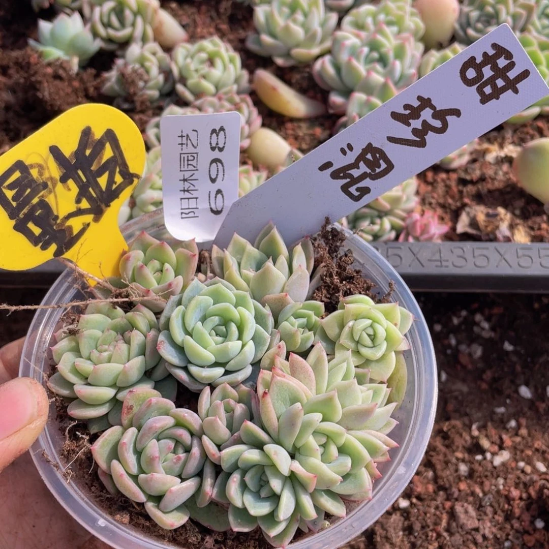 量拍多肉植物多肉植物698