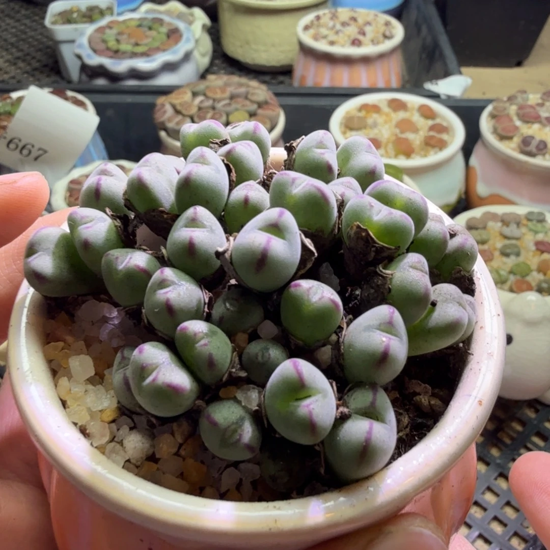 多肉植物开播福利671