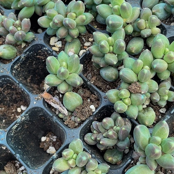 小千代田1元带土发