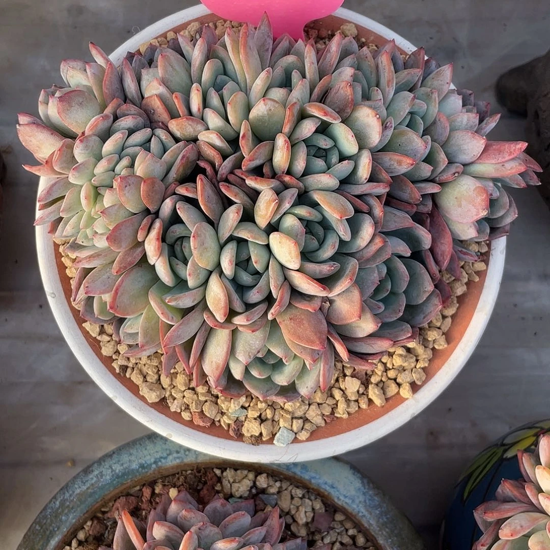 全明星-平铺朵朵15头带缀