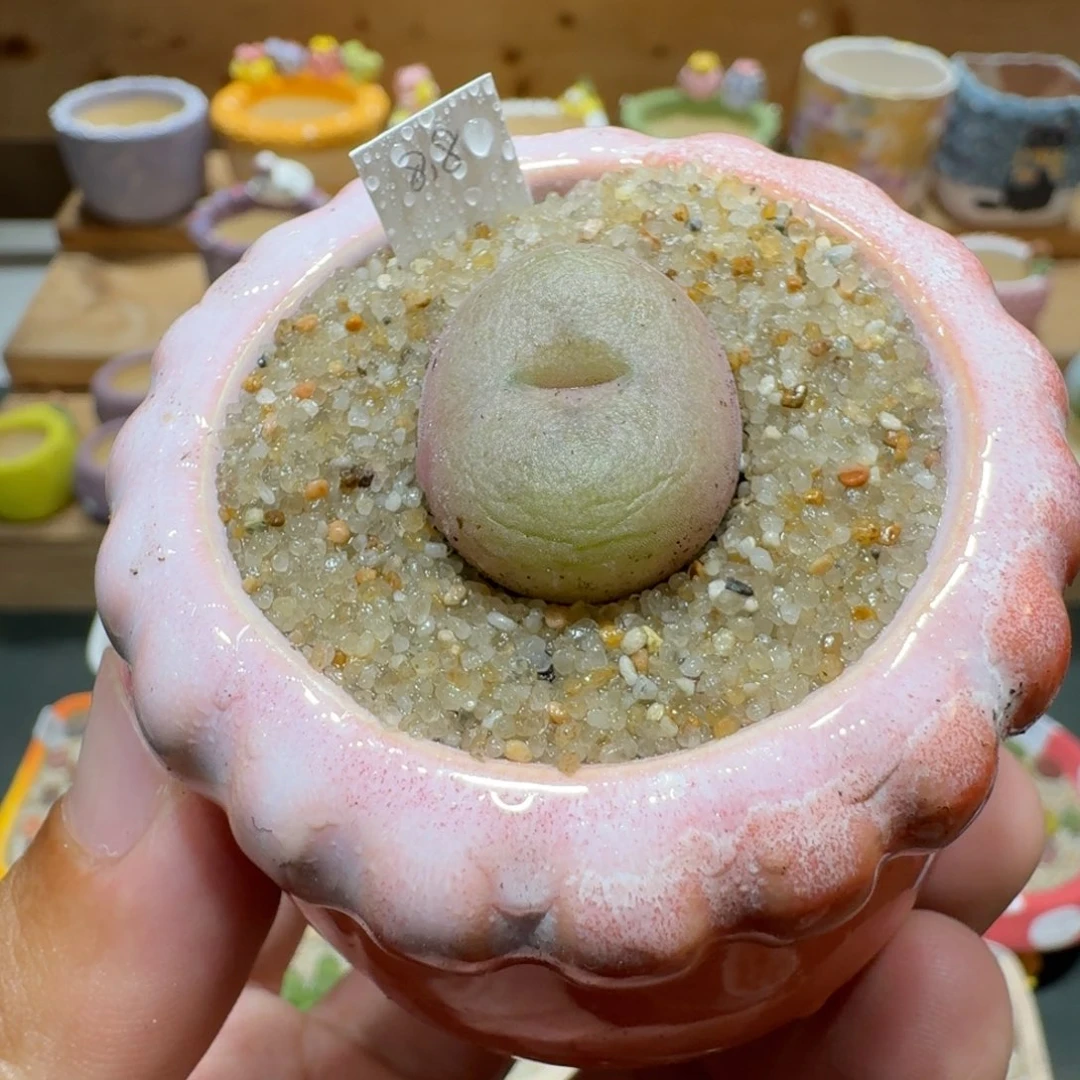 蘑菇1047空卡佛多肉植物