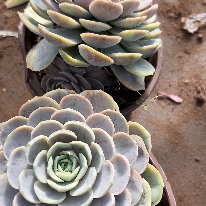 蓝色惊喜两盆。