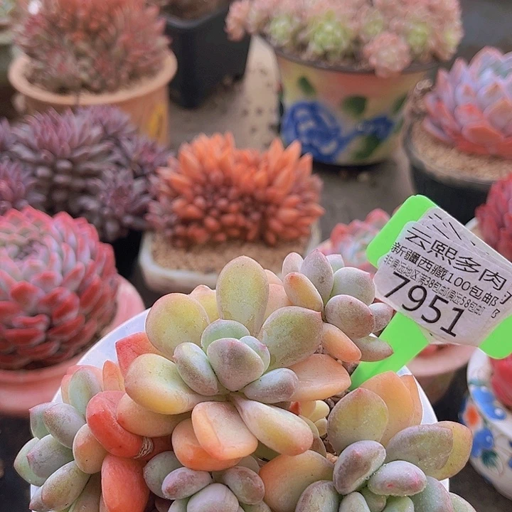 7951苹果美人。