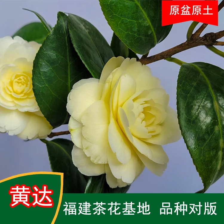 黄达包对版珍贵茶花品种室内外花卉阳台庭院绿植福建茶花基地