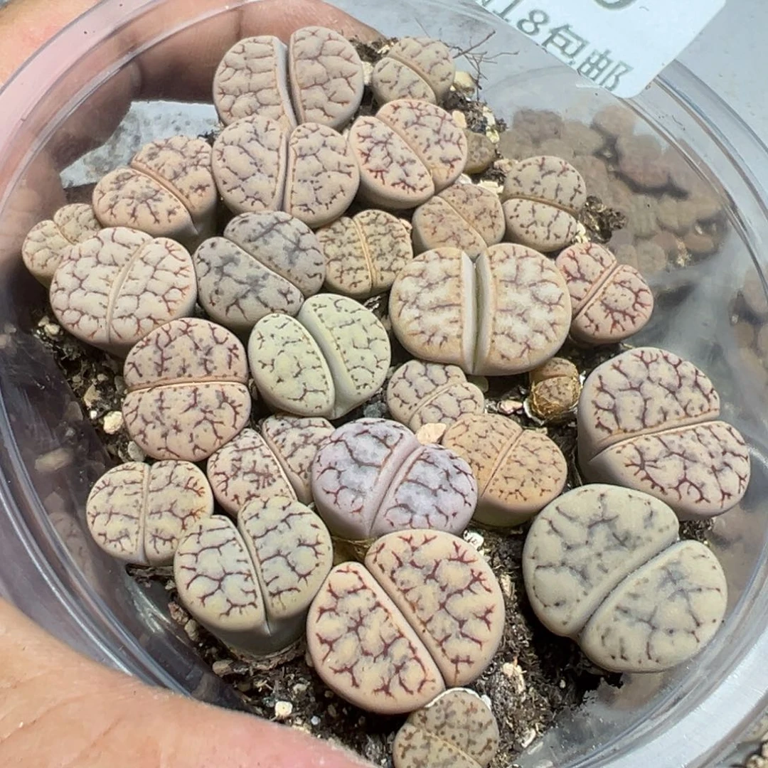 【闪购商品】 560。