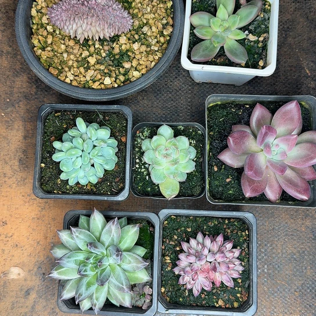 美肉组合8颗福利炸