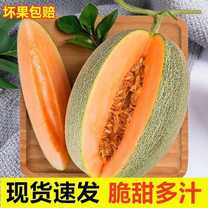 嘎嘎好吃的哈密瓜时令沙地蜜瓜甜瓜新鲜水果密瓜2个礼盒装