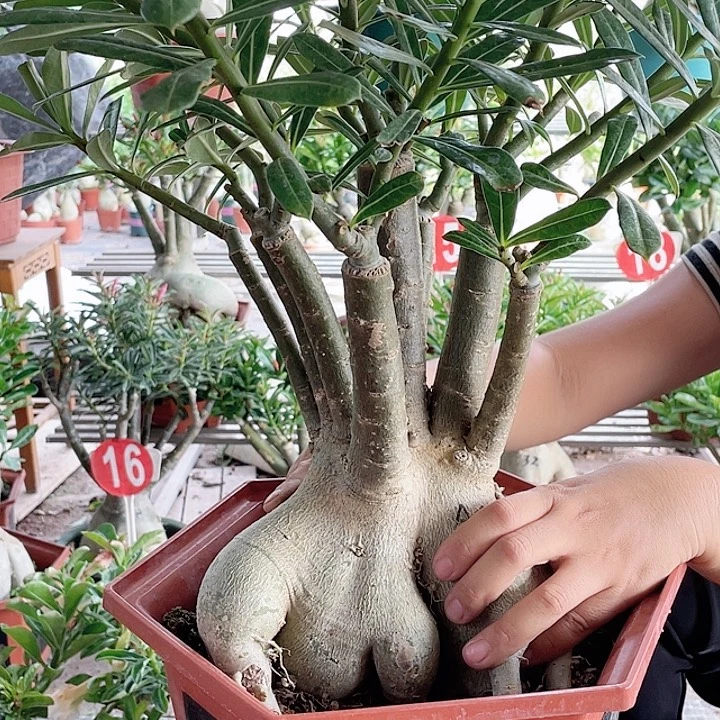 瑞***品完全开放沙漠玫瑰