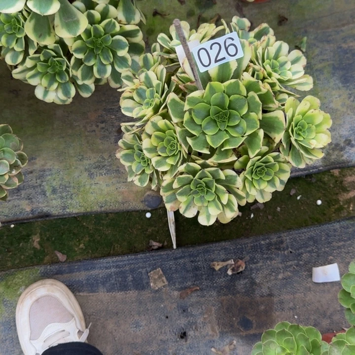 00000000026绿豆沙