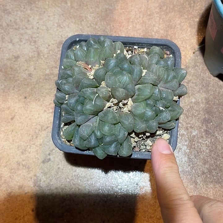 无花朵玉露大群一物一拍