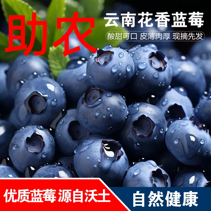 【蕊蕊】【京东到手8盒】正宗云南花香蓝莓爆汁新鲜采摘水果