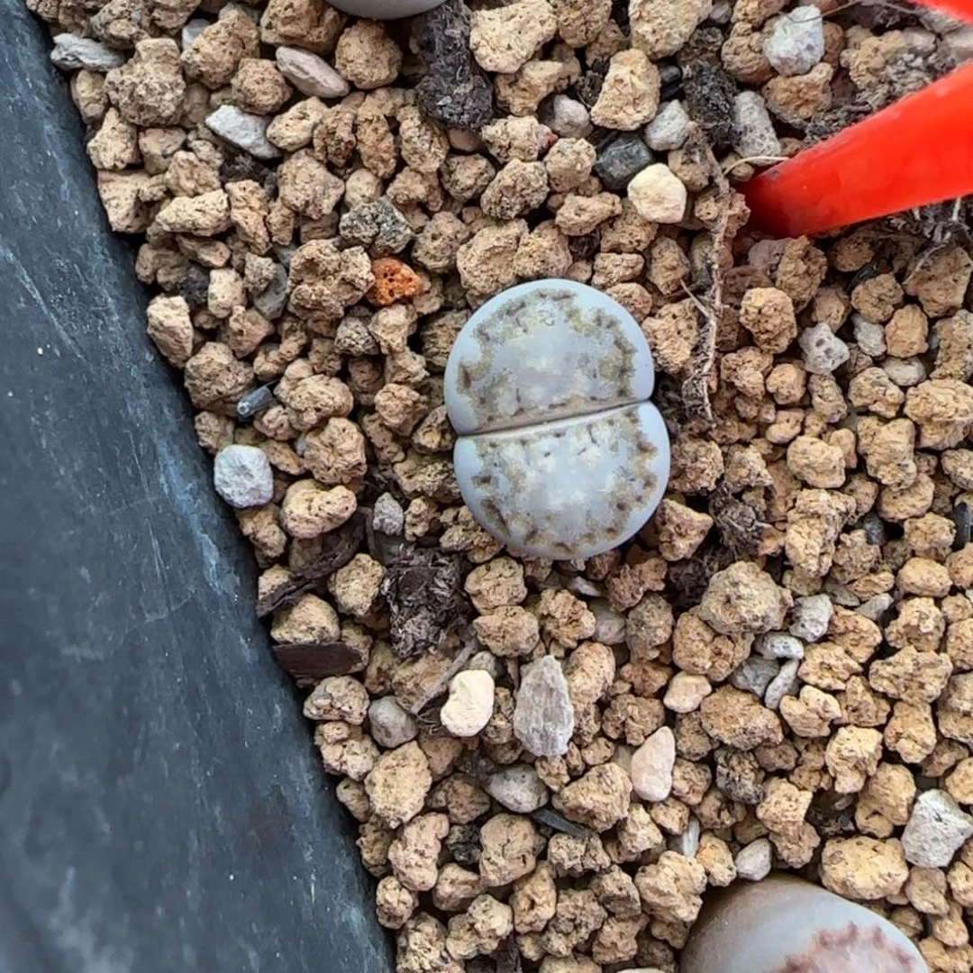 41蓝饼干饼干可挑30包邮