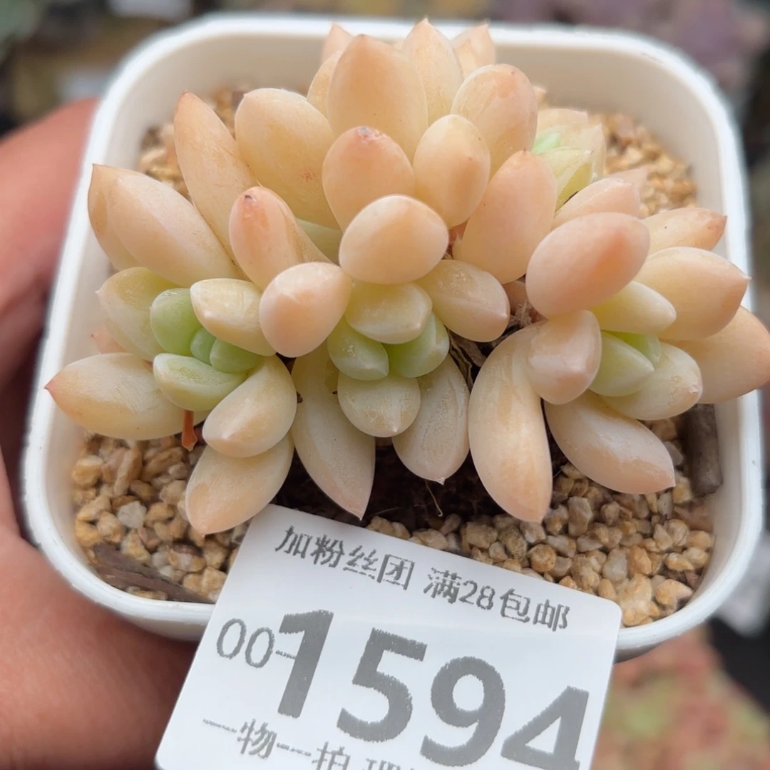 阮玲玉整群多肉多肉