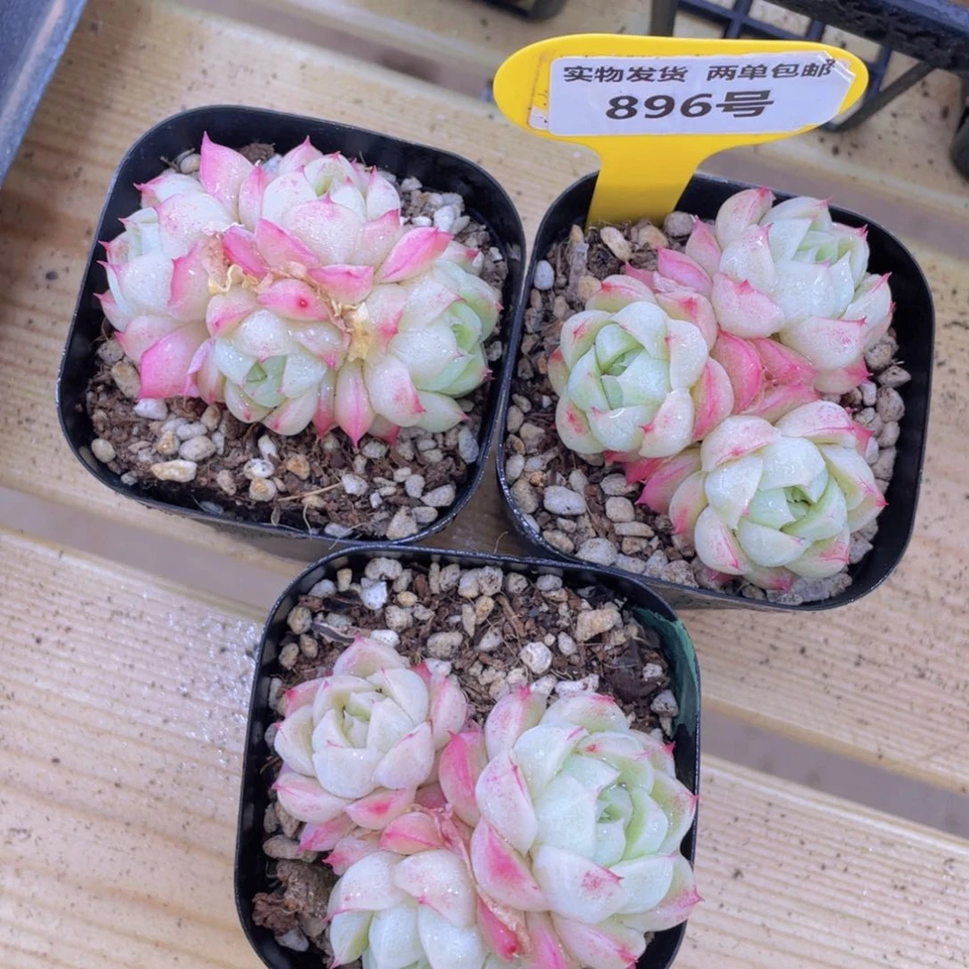 896号 天青色麦秆群生一个