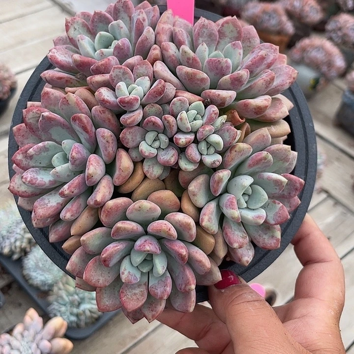 花斑鹿群生多肉植物910