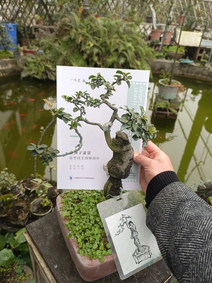 金弹子造型艺术技艺金弹子树