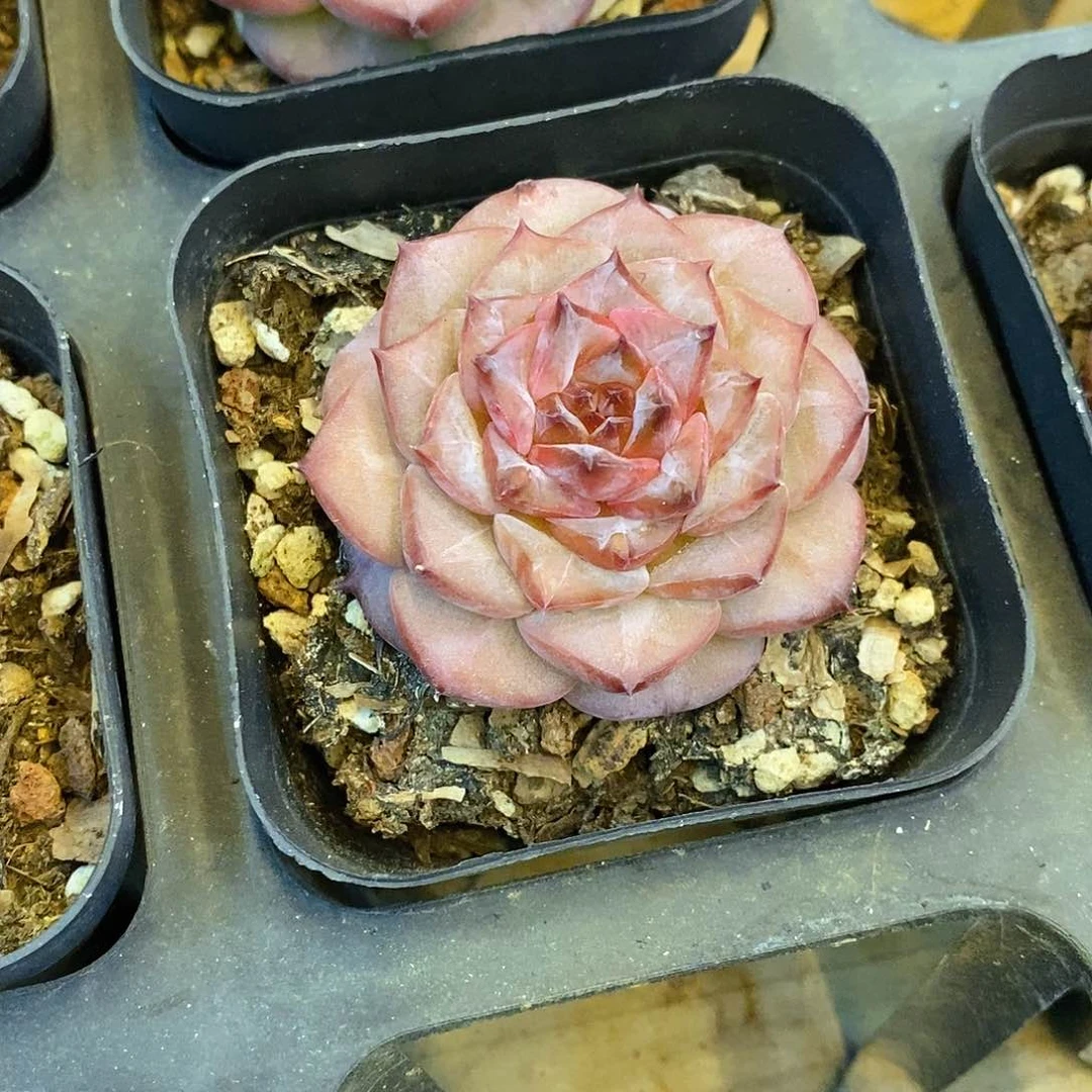 团。钻戒。福利多多