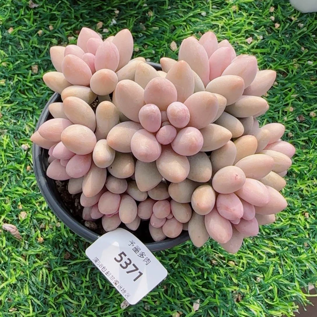 粉色恋人，5371多肉植物