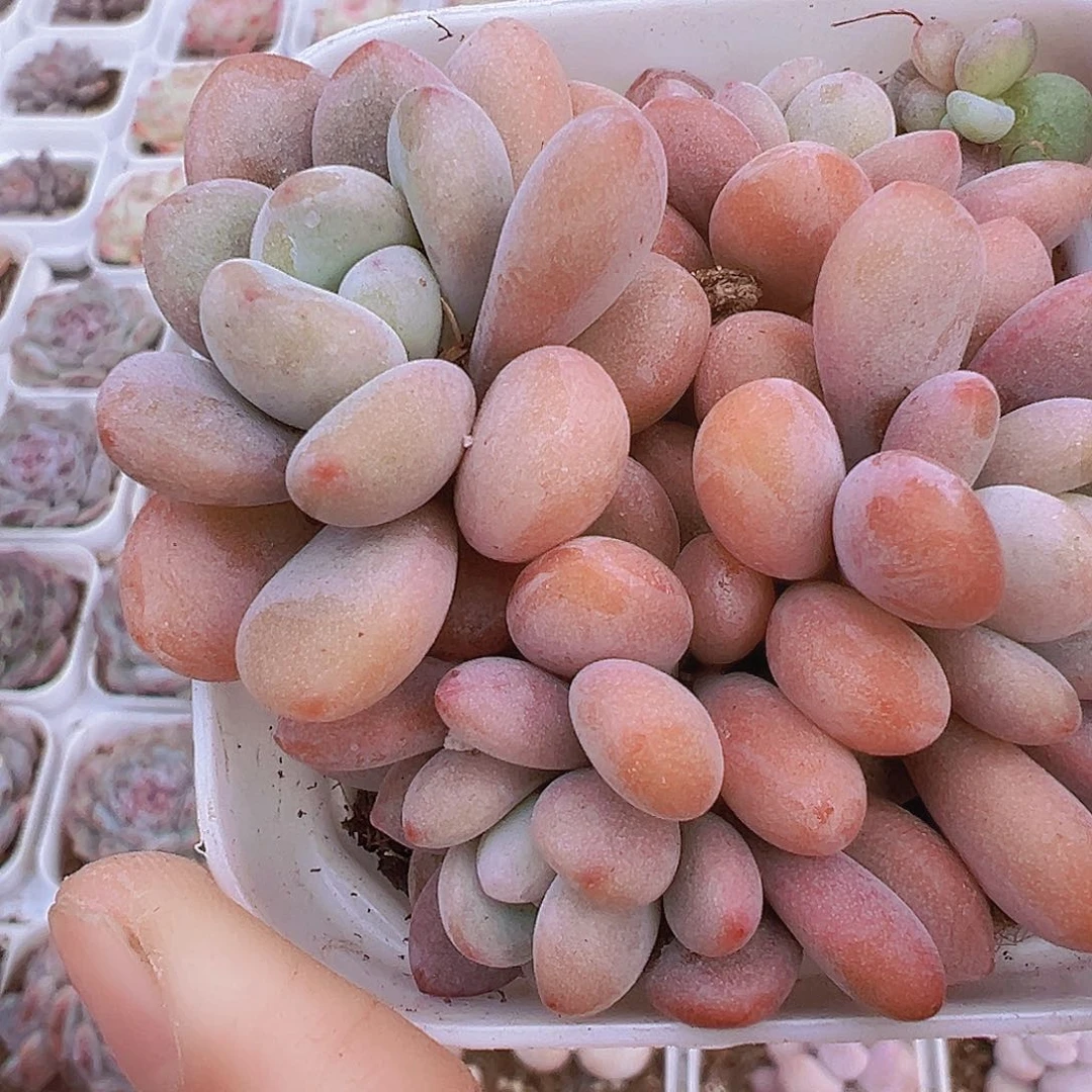 粉兔群19包邮多肉植物