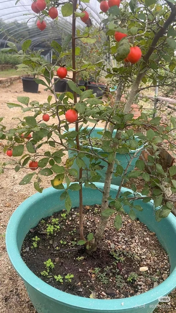 易养活的老鸦柿品种盆景