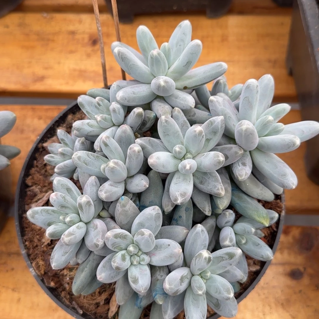 多肉植物一物一拍